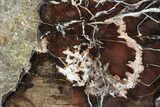 Polished Petrified Wood (Oak) Slab - Oregon #68028-1